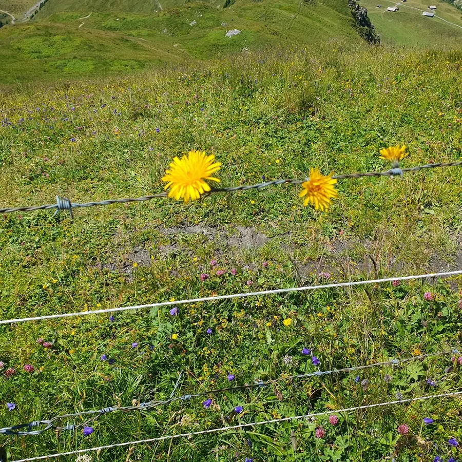 Blumen am Drahtzaun befestigt