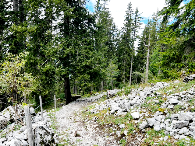 Wanderweg in den Wald